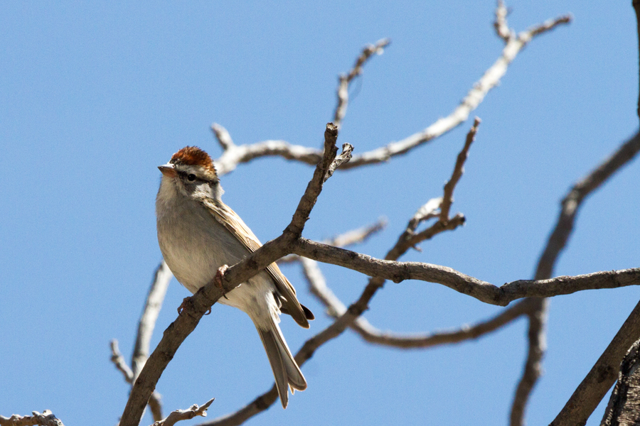 Chipping Sparrow