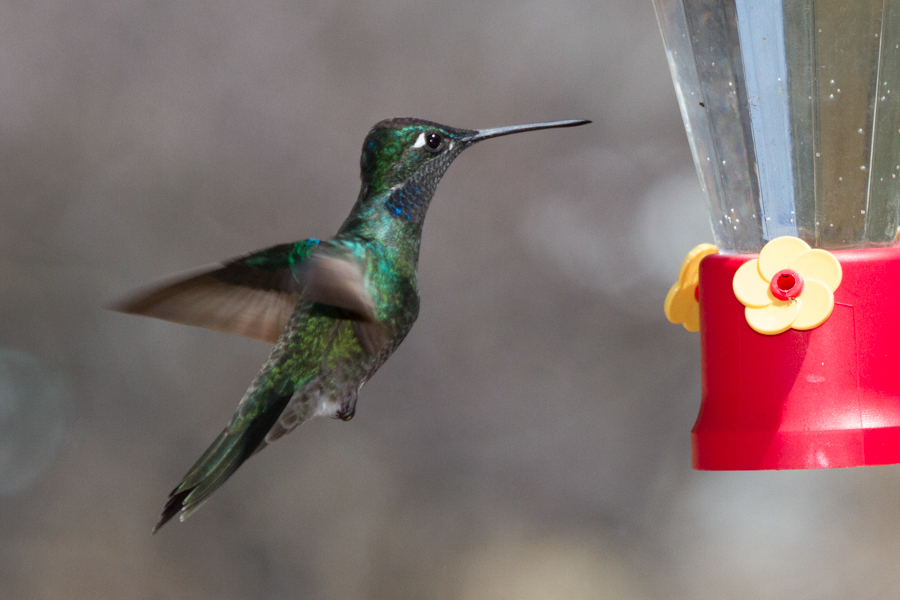 Rivoli\'s Hummingbird