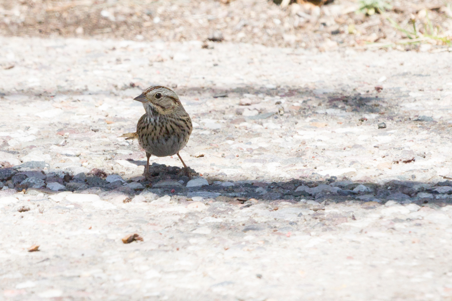 Lincoln\'s Sparrow