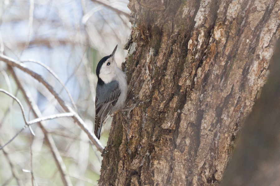 White-breasted Nuthatch