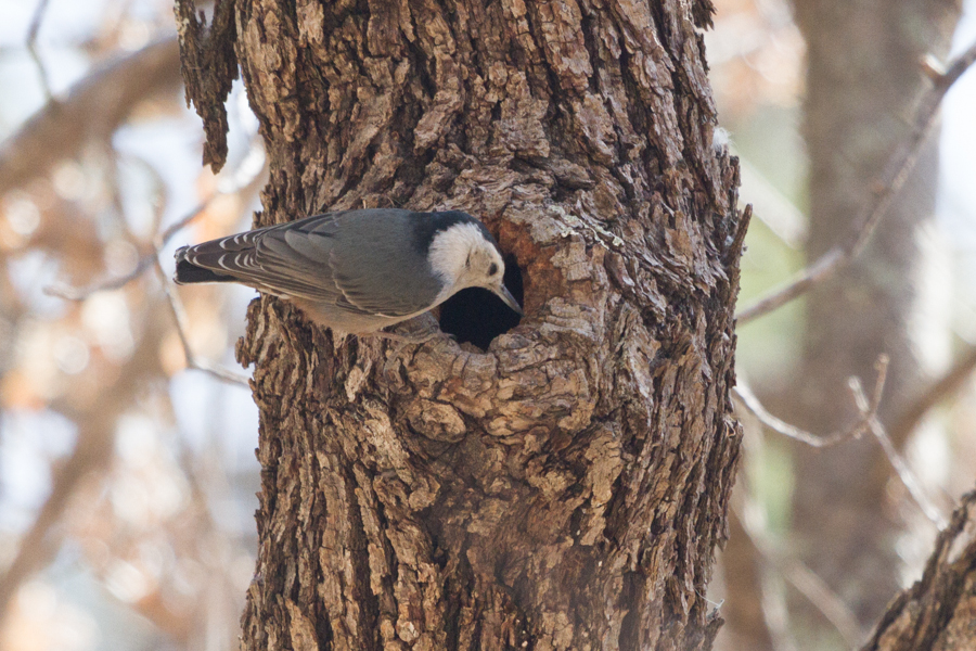 White-breasted Nuthatch