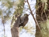 Arizona Woodpecker