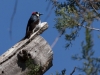 Acorn Woodpecker