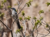 Mexican Jay