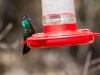 Rivoli's Hummingbird