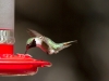 Broad-tailed Hummingbird