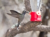 Blue-throated Hummingbird