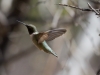 Black-chinned Hummingbird