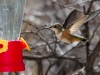 Rufous Hummingbird