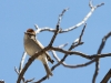 Chipping Sparrow