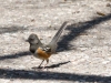 Spotted Towhee