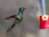 Rivoli's Hummingbird