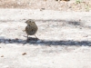 Lincoln's Sparrow