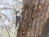 White-breasted Nuthatch