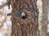 White-breasted Nuthatch