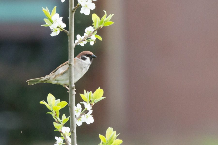 Eurasian Tree Sparrow