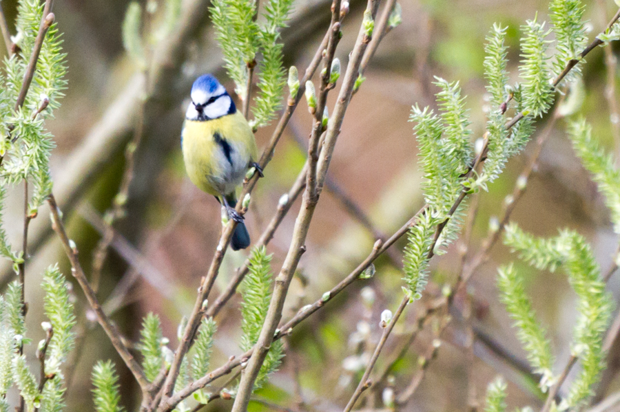 Blue Tit