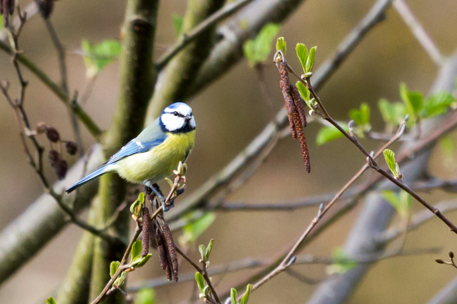 Blue Tit