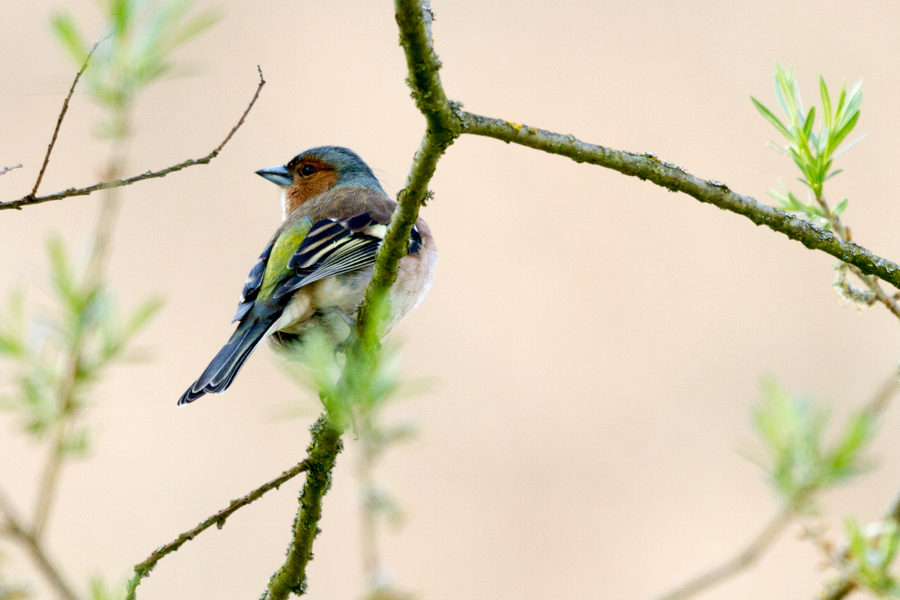 Common Chaffinch