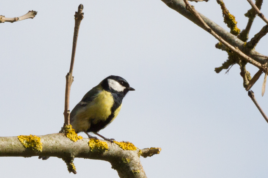 Great Tit