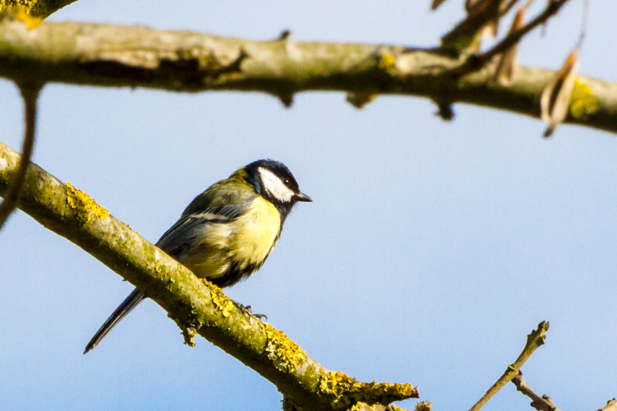 Great Tit