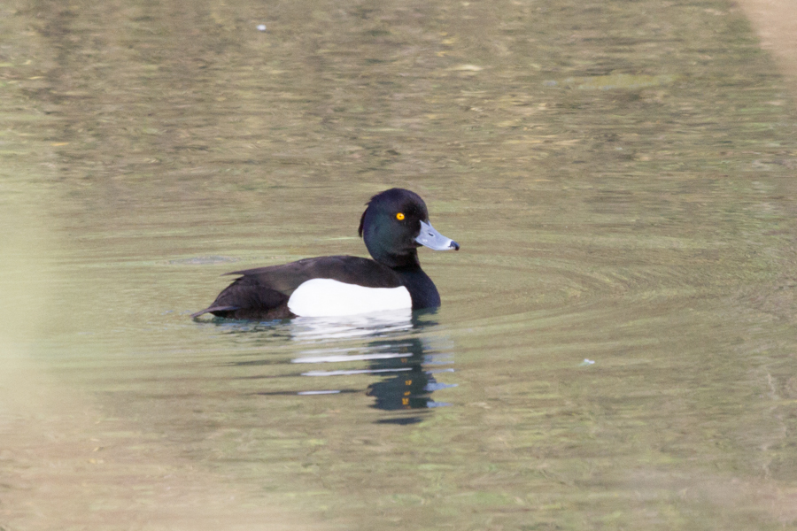 Tufted Duck