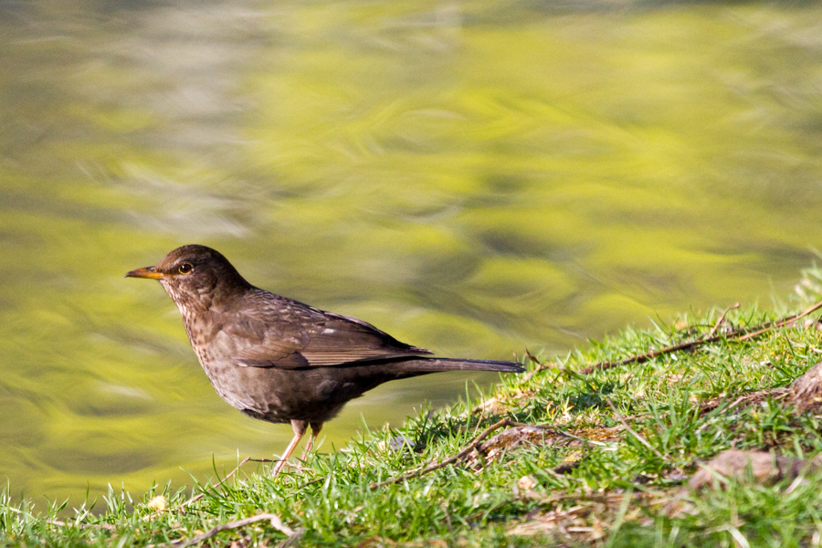 Eurasion Blackbird