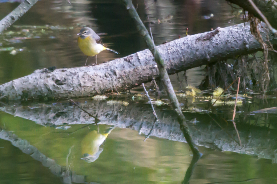 Gray Wagtail