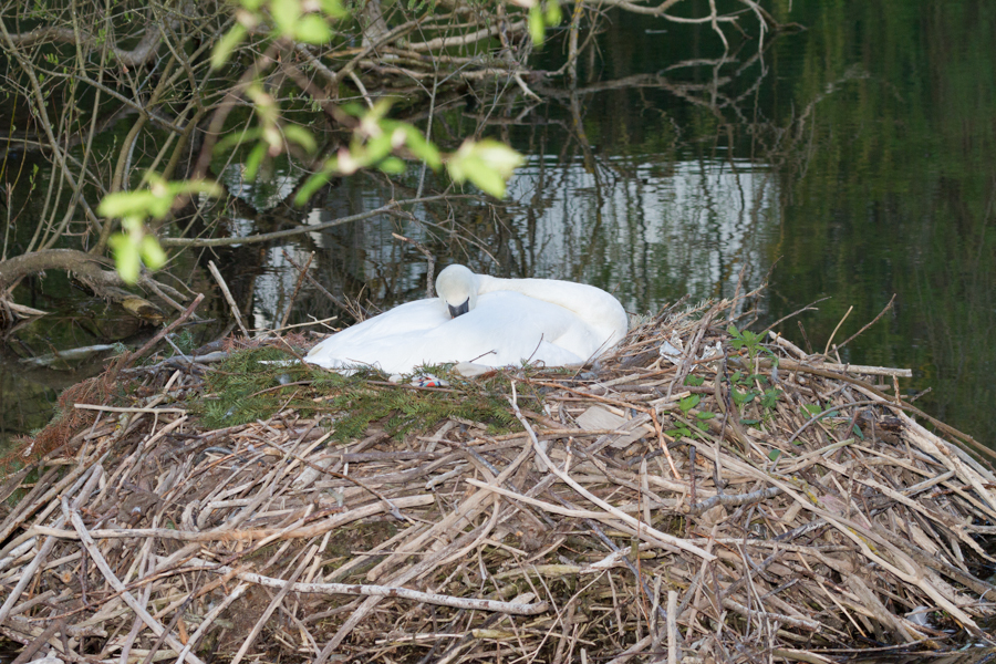 Mute Swan