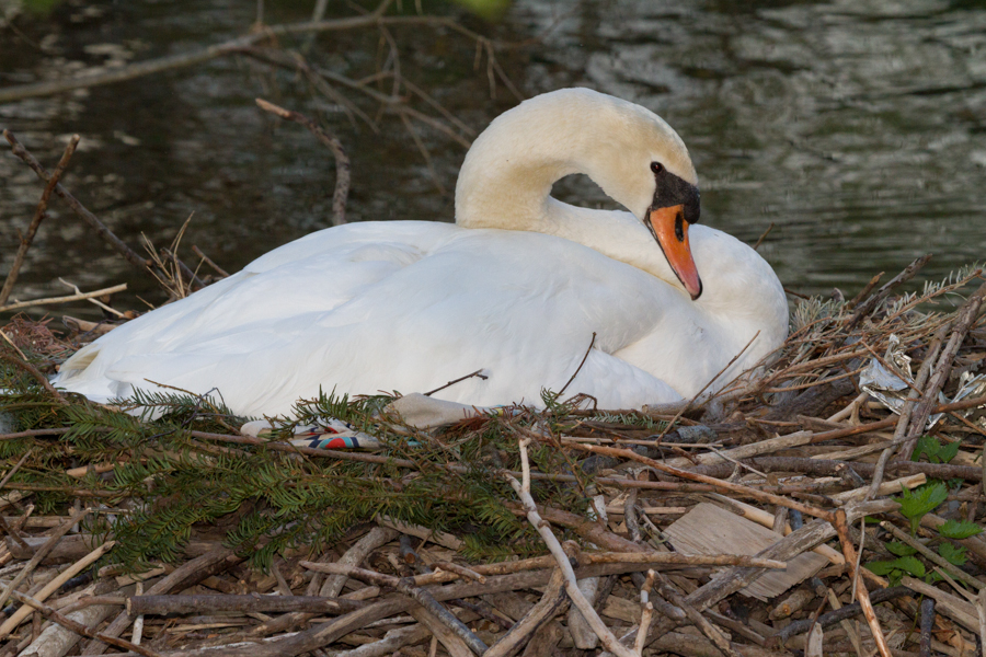 Mute Swan