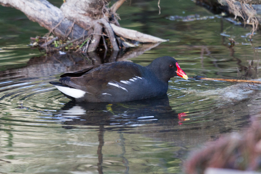 Common Gallinule