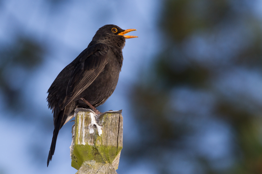 Eurasion Blackbird