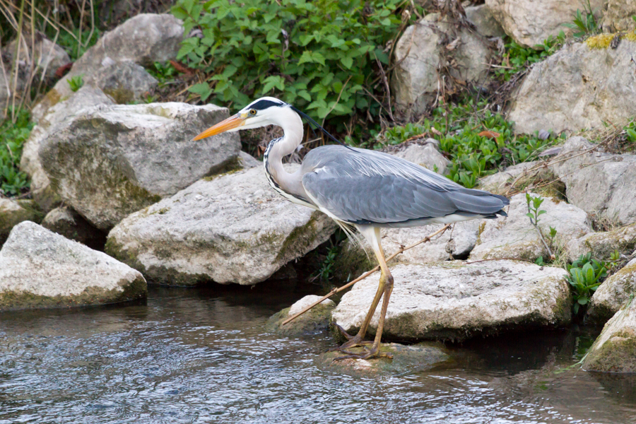 Grey Heron