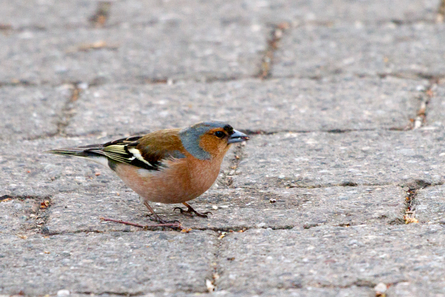 Common Chaffinch