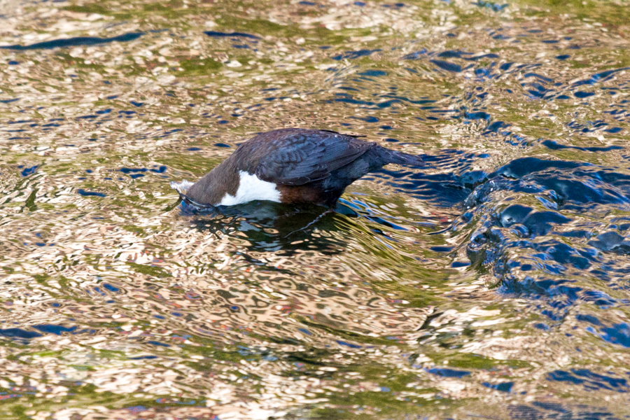 White-throated Dipper