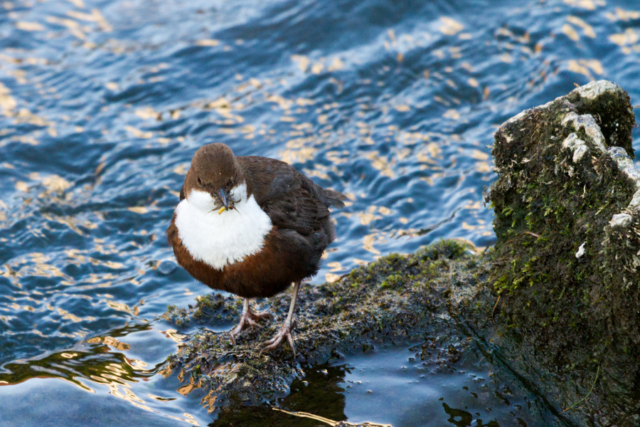 White-throated Dipper