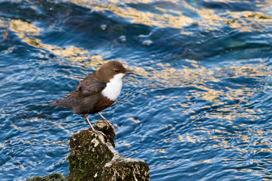 White-throated Dipper.