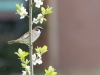 Eurasian Tree Sparrow