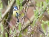 Blue Tit