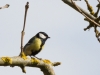 Great Tit