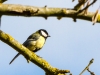 Great Tit