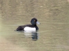 Tufted Duck