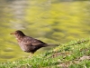 Eurasion Blackbird