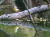 Gray Wagtail