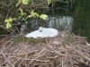 Mute Swan