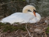 Mute Swan