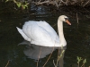 Mute Swan