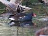 Common Gallinule