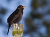 Eurasion Blackbird