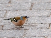 Common Chaffinch